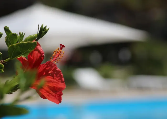 Hotel Bv Kalafiorita